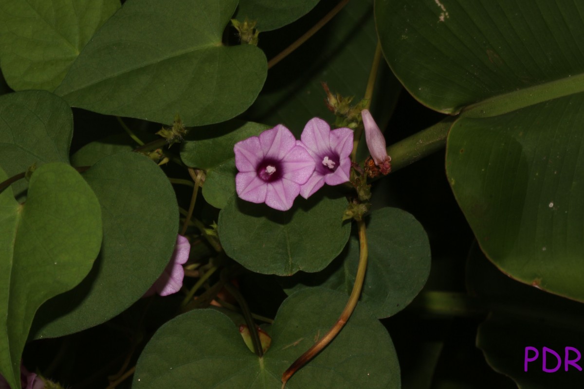 Ipomoea triloba L.